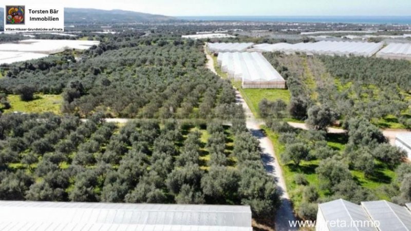 Timbaki Kreta, Timpaki Olivenhain mit ca. 100 Olivenbäumen zu verkaufen Grundstück kaufen